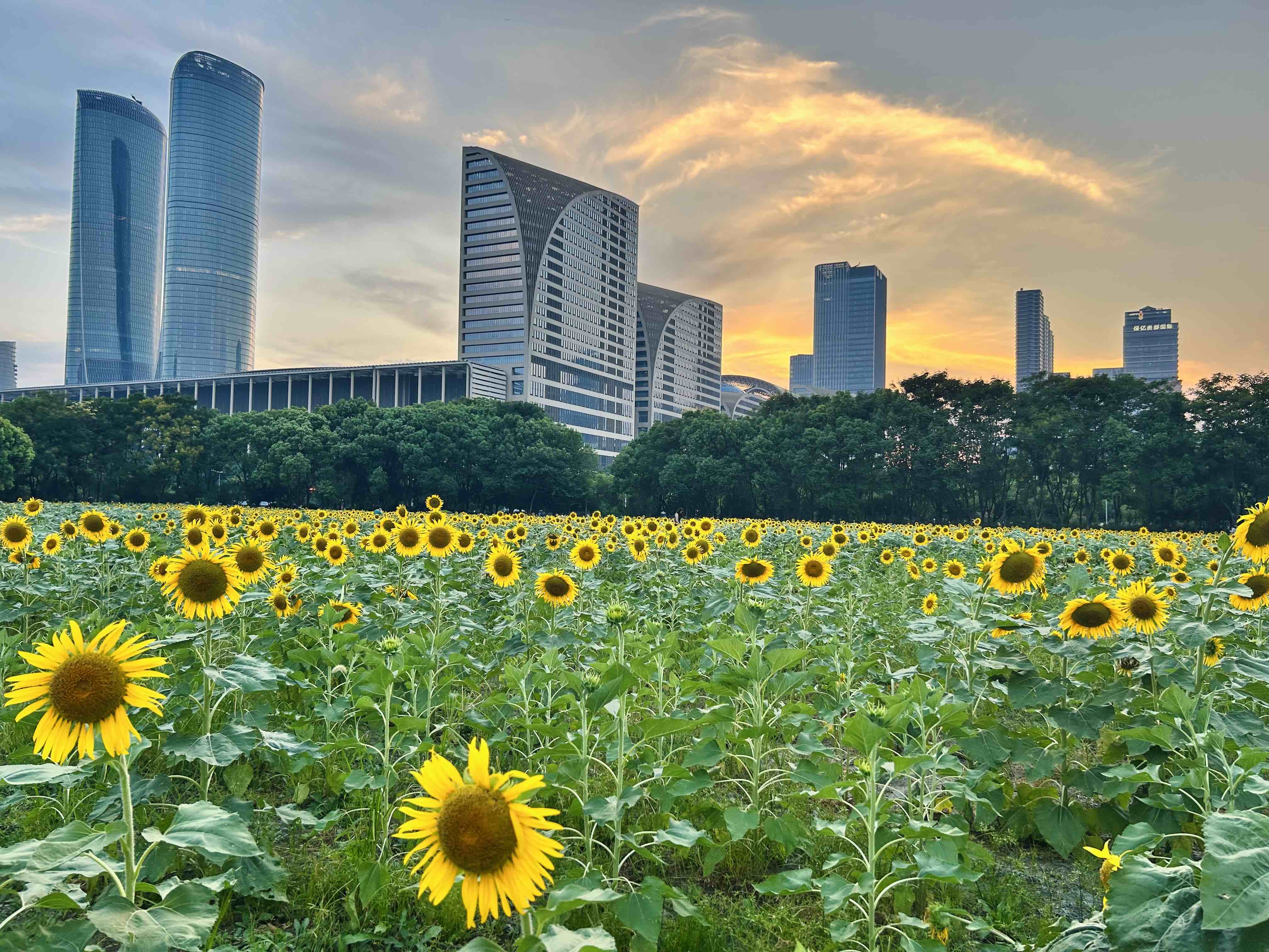 第6期 - 小鹏新P7上市
